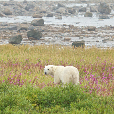 Polar Bear walking in the colorful arctic tundra of the Hudson Bay near Churchill, Manitoba in summer